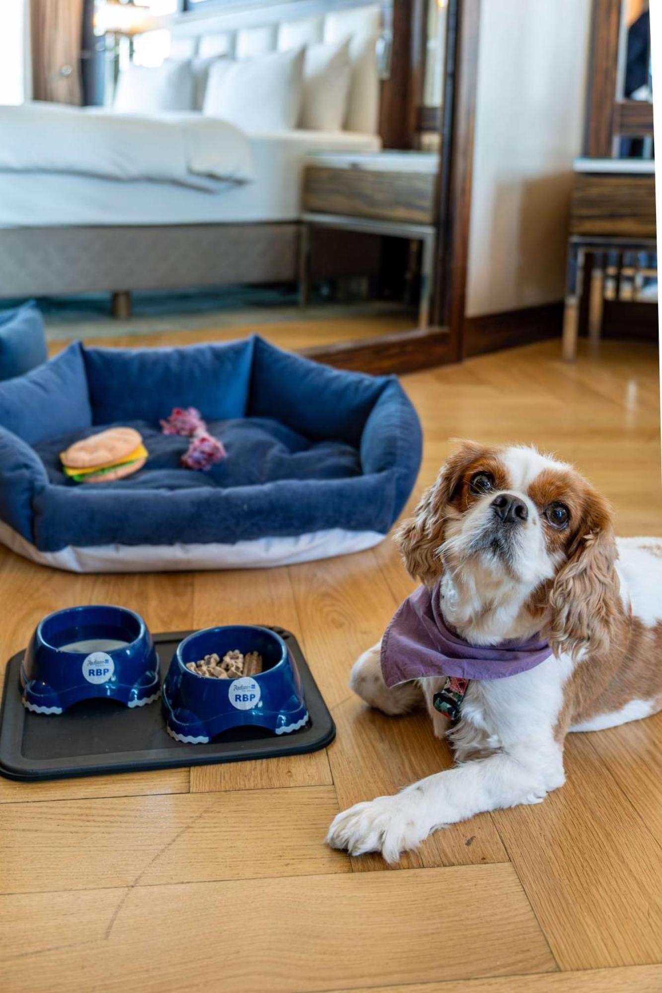 Radisson Blu Hotel Istanbul Pera Istambul Exterior foto A dog with a dog bed